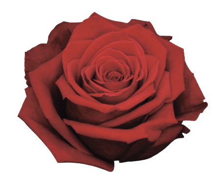 Screenshot 2026-03-11 at 4.04.15 PM