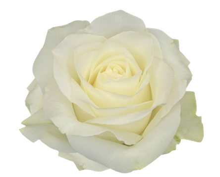 Screenshot 2026-03-11 at 6.40.05 PM