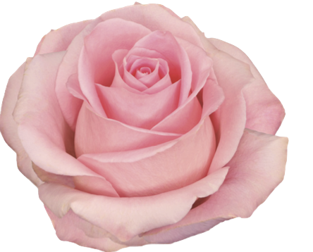 Screenshot 2026-03-11 at 7.28.53 PM