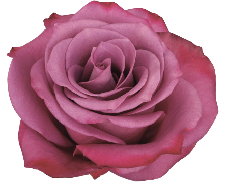 Screenshot 2026-03-11 at 7.38.29 PM