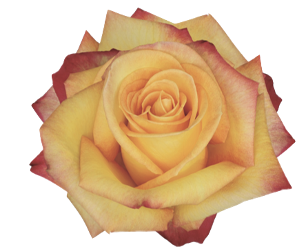 Screenshot 2026-03-11 at 7.40.09 PM