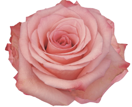 Screenshot 2026-03-11 at 7.53.29 PM