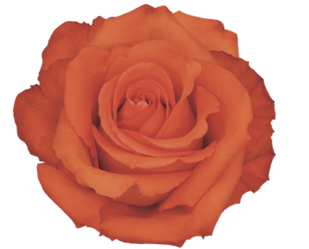 Screenshot 2026-03-11 at 8.14.03 PM